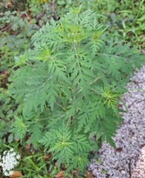 Ambrozija, foto: Anja Bevc